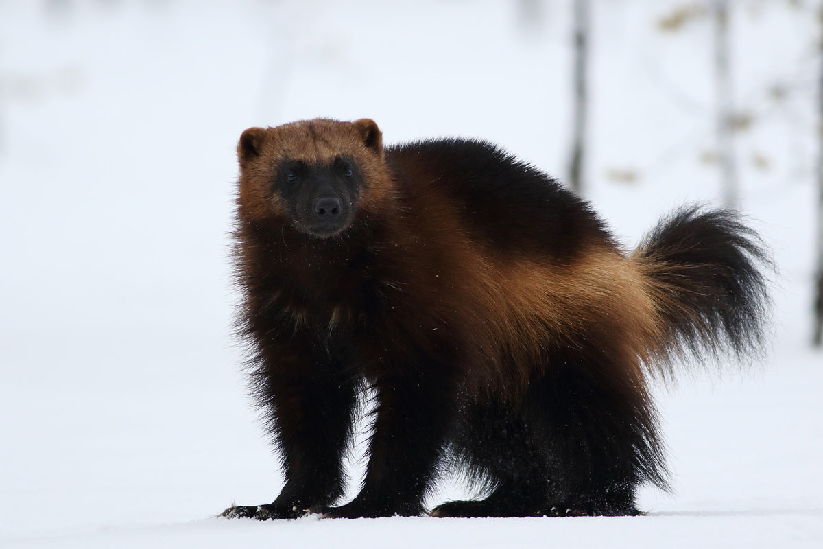 wolverine