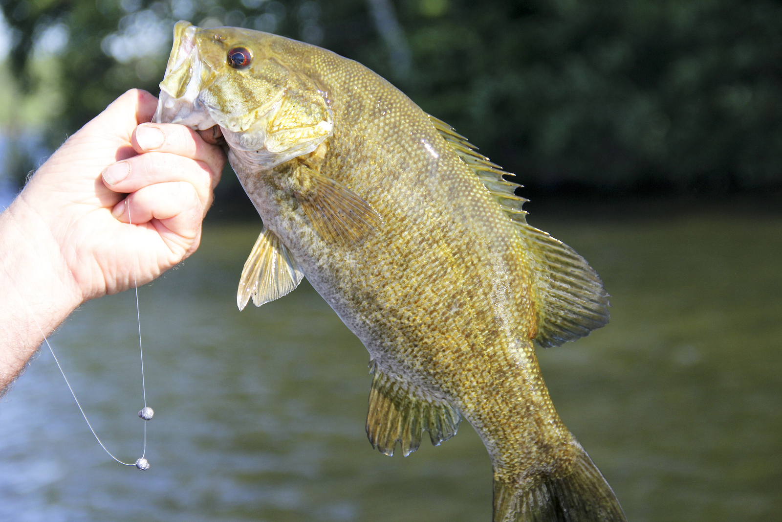 Bass Species