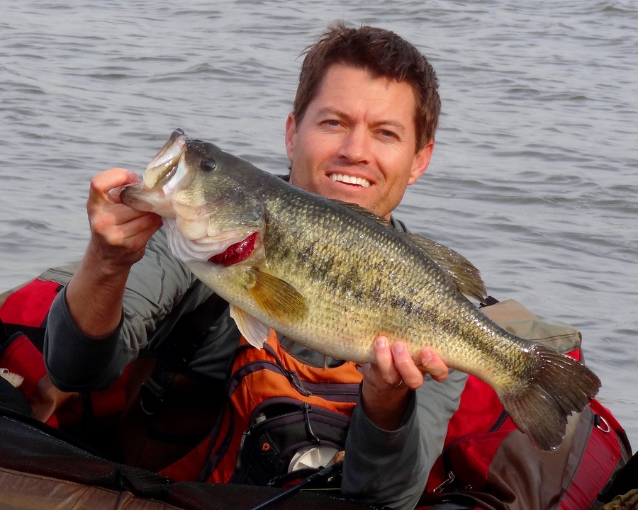 Bass Species