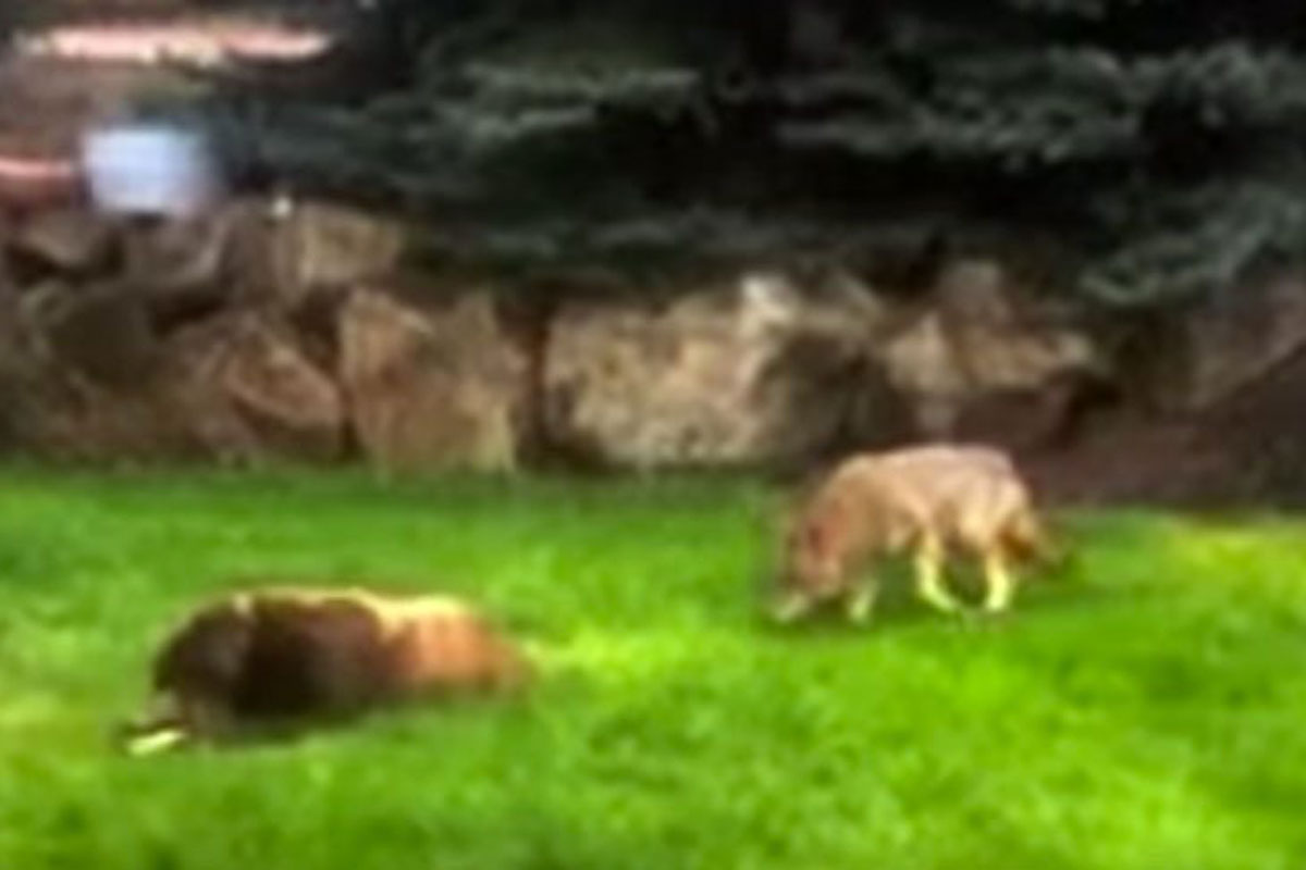 coyote