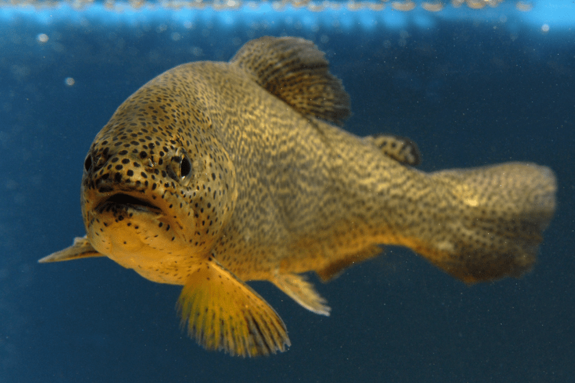 close up of an apache trout - trout species in us