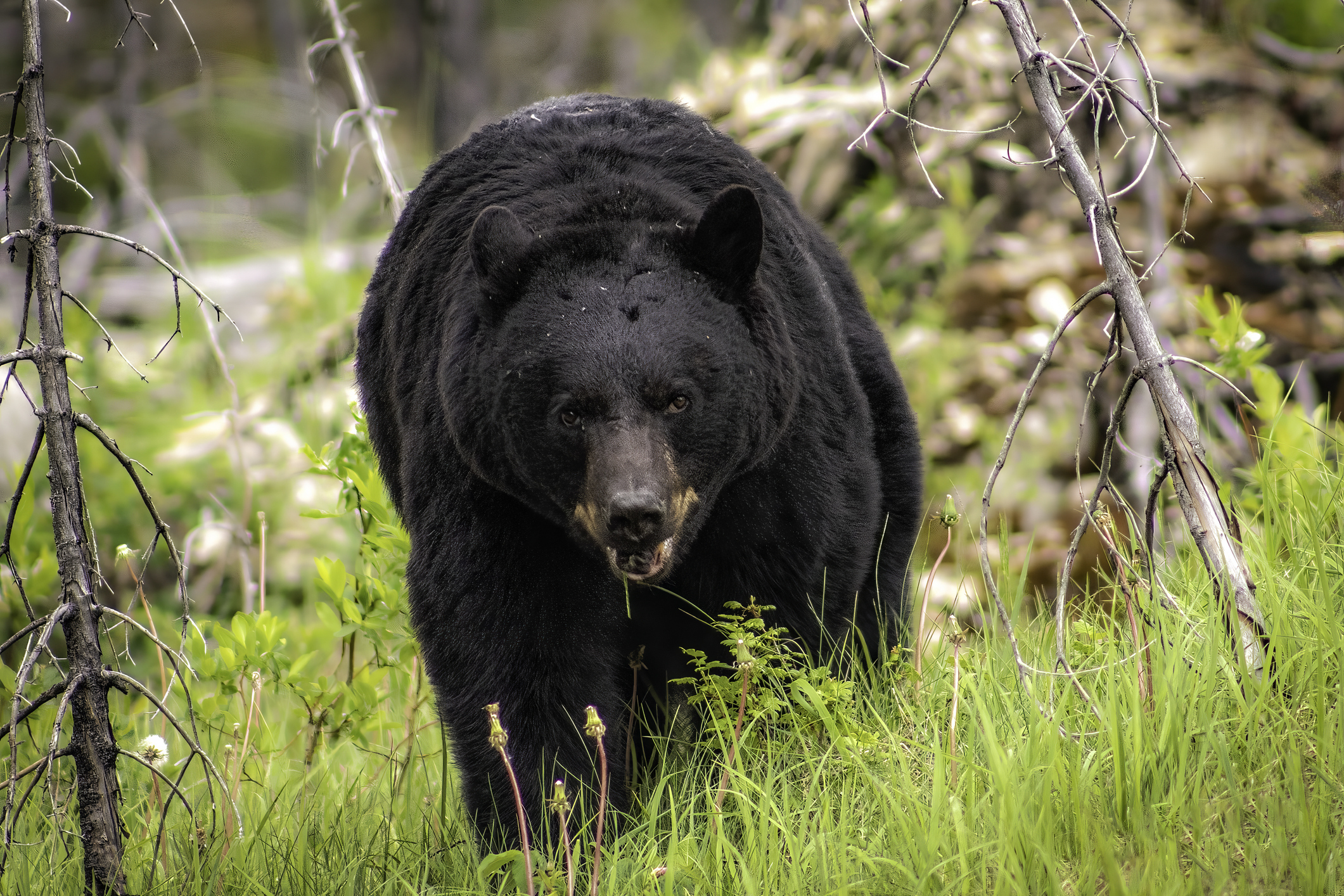 Black Bear in woods