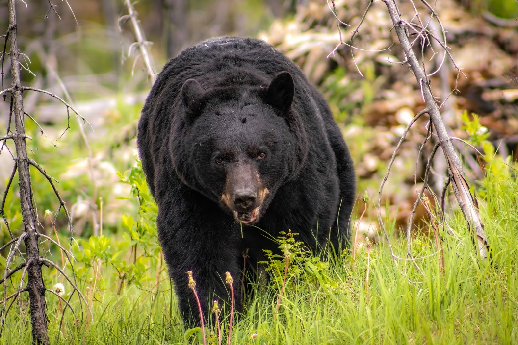 Black Bear in woods