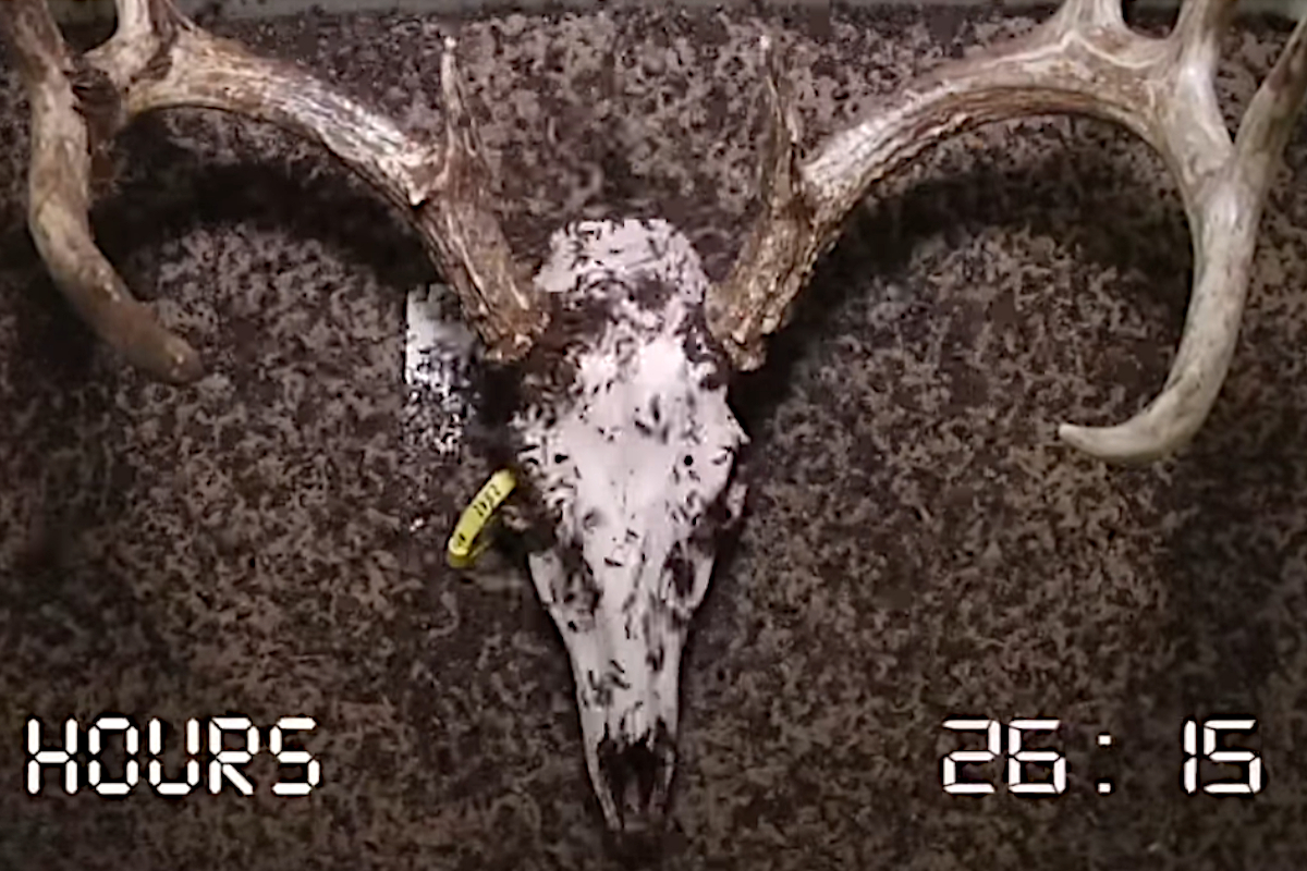 Deer Skull