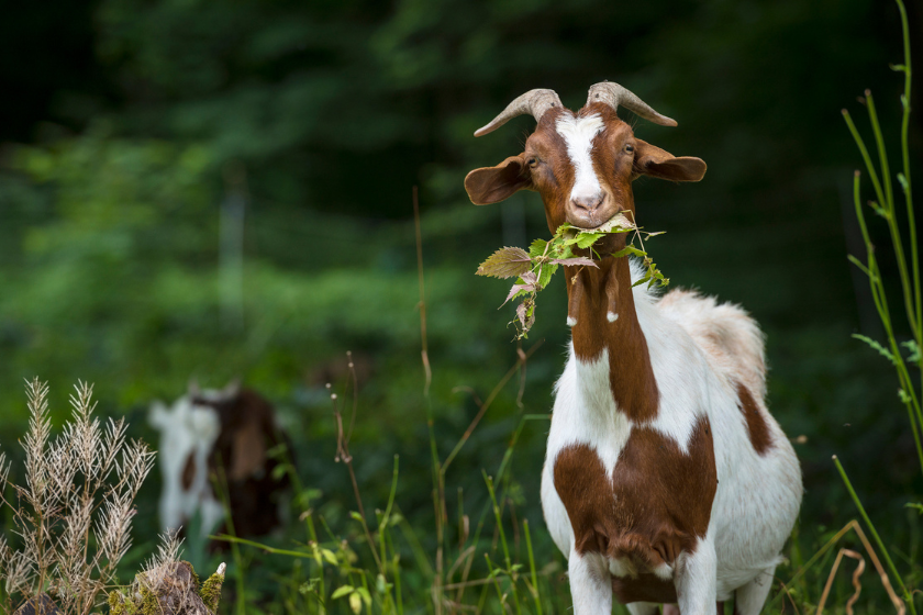 Goat eating grass