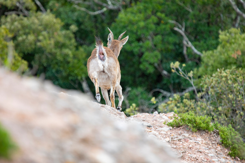 Goat running away