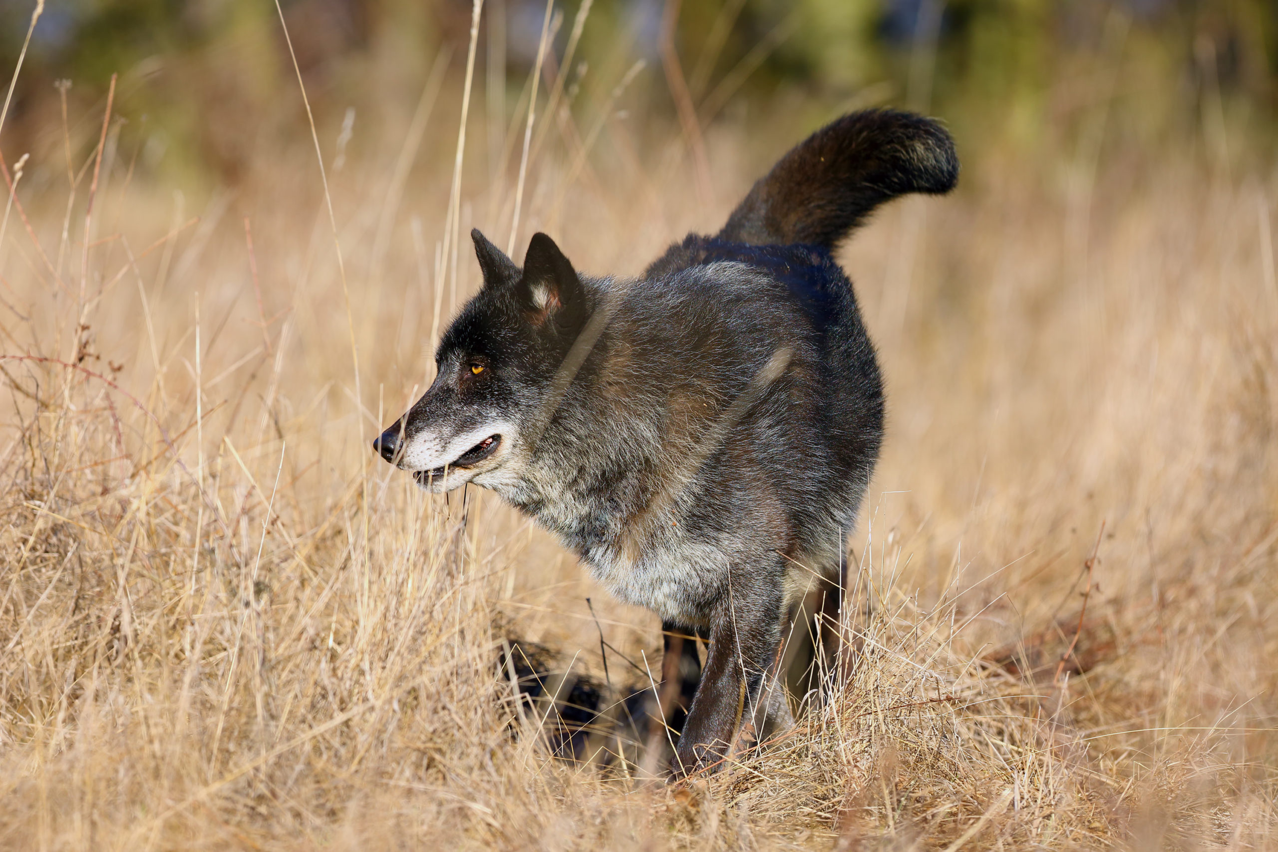 How Big are Wolves
