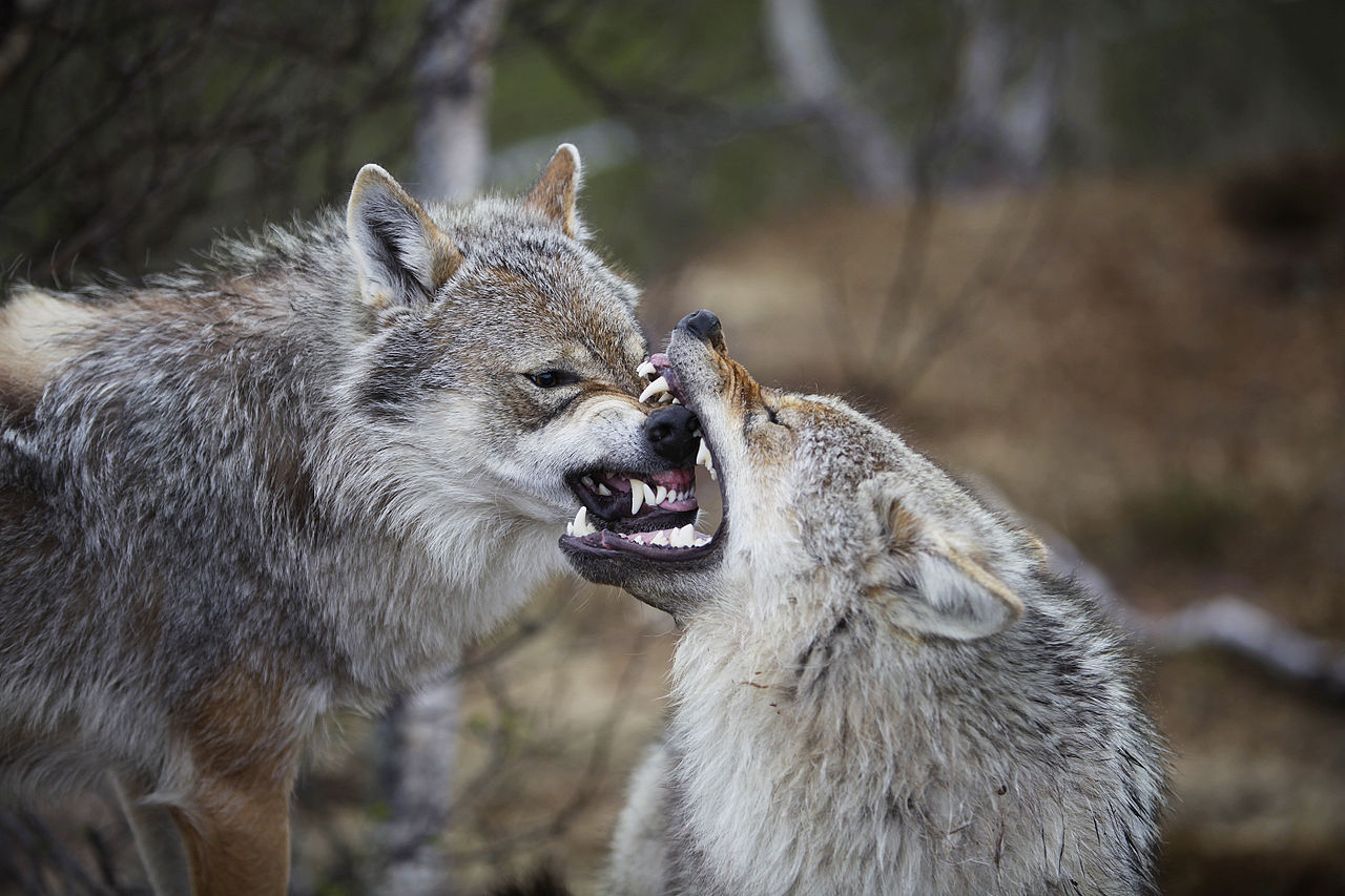 How Big are Wolves
