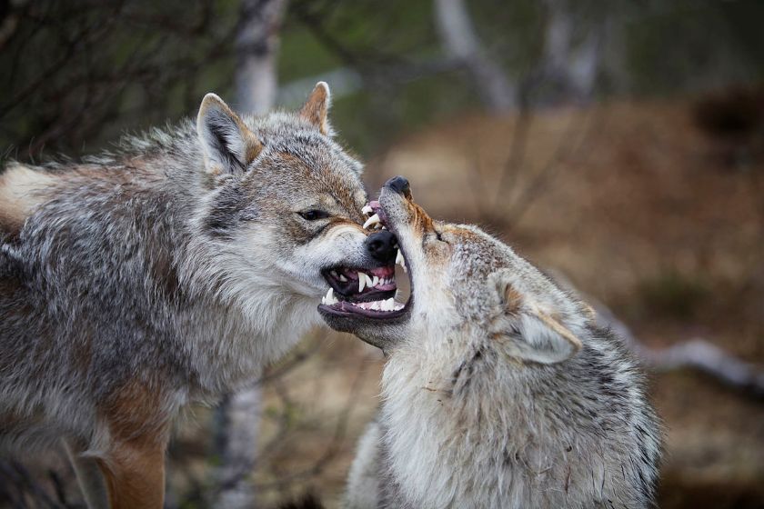 How Big are Wolves