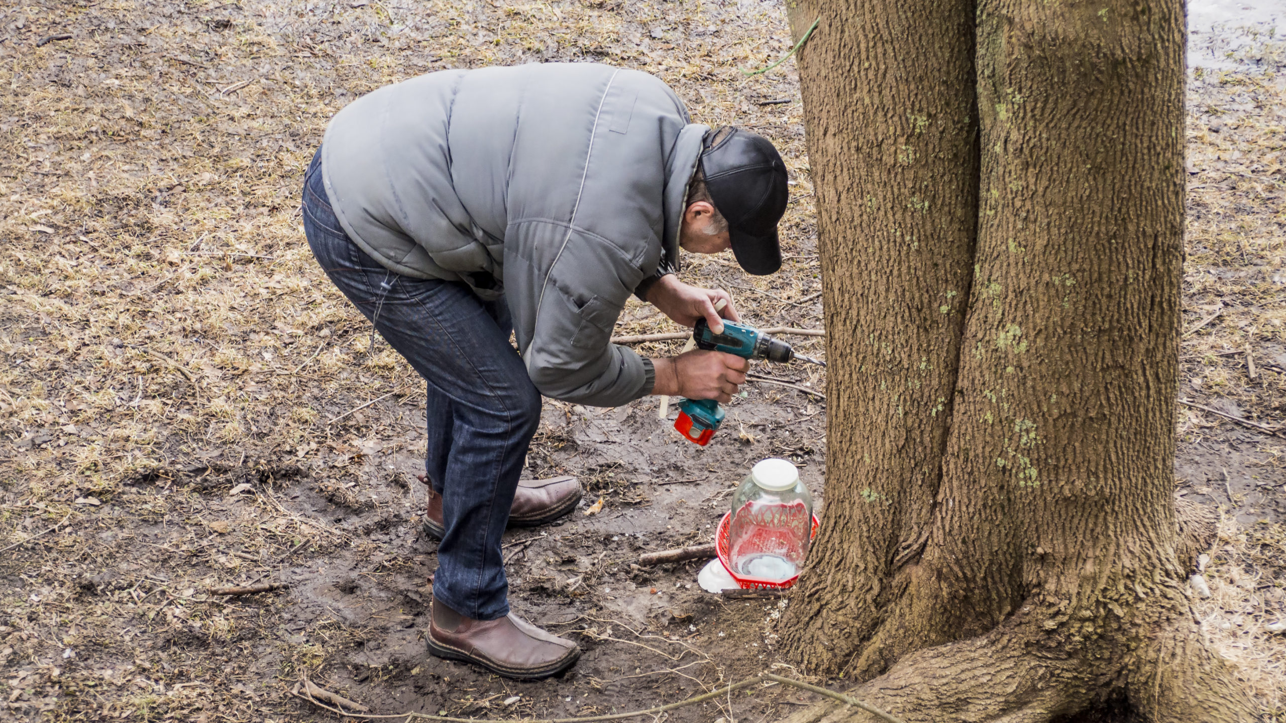 How to Make Maple Syrup