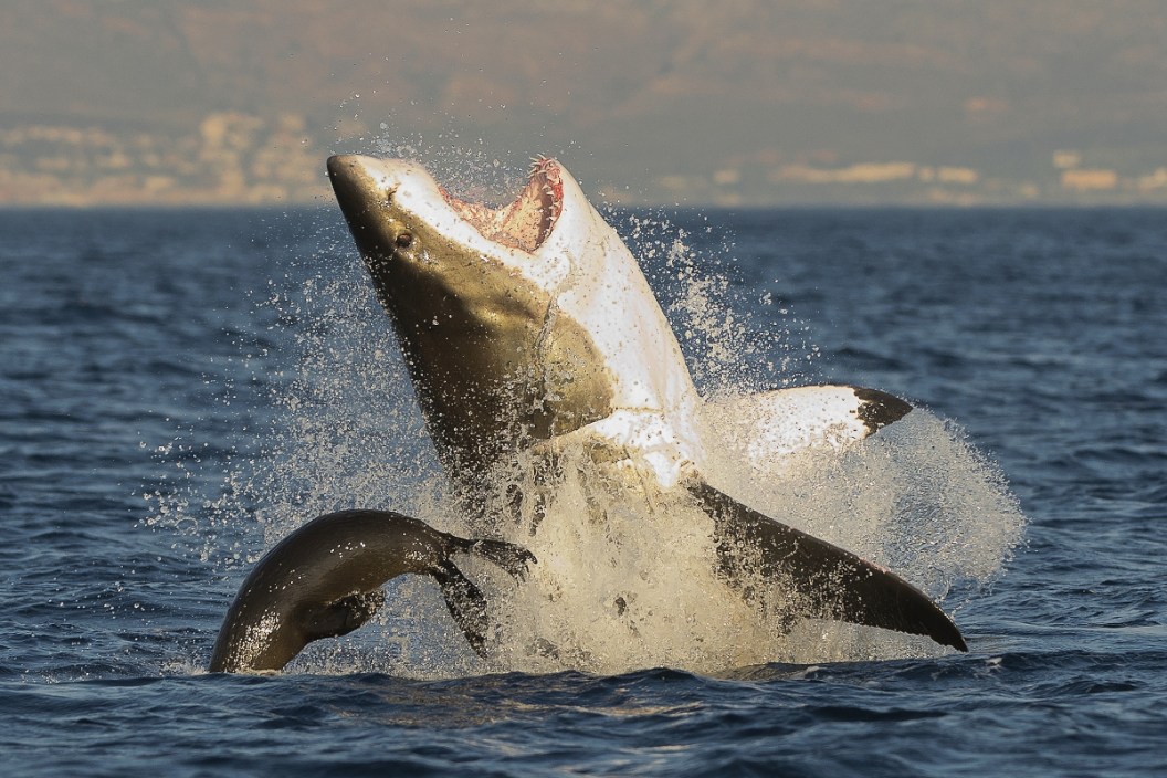 Pictures of Great White Sharks