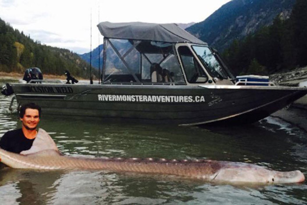 sturgeon