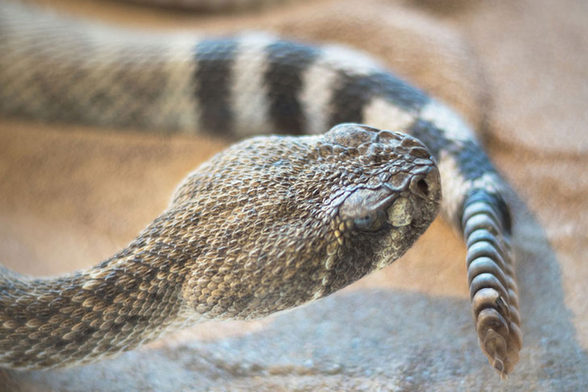 rattlesnake