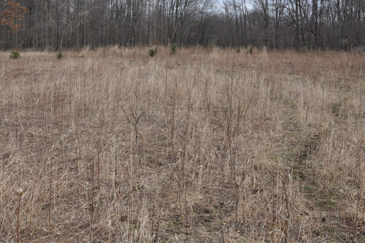 shed hunting