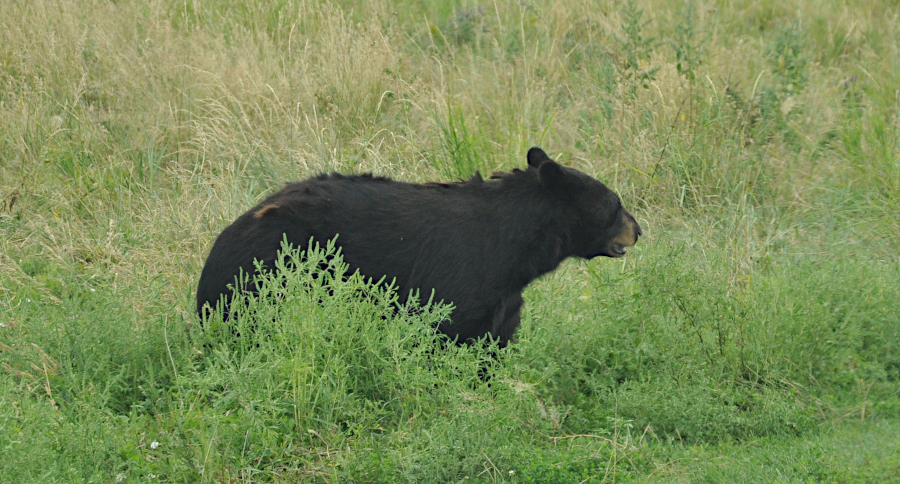 Spring Bear Hunting Tips