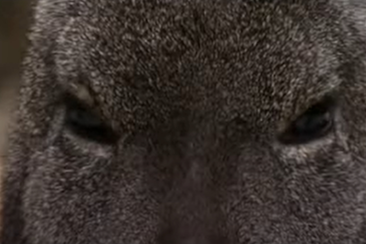 Vampire Deer