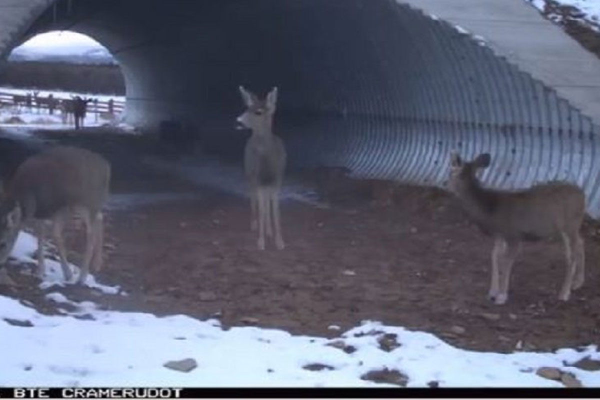 wildlife crossing
