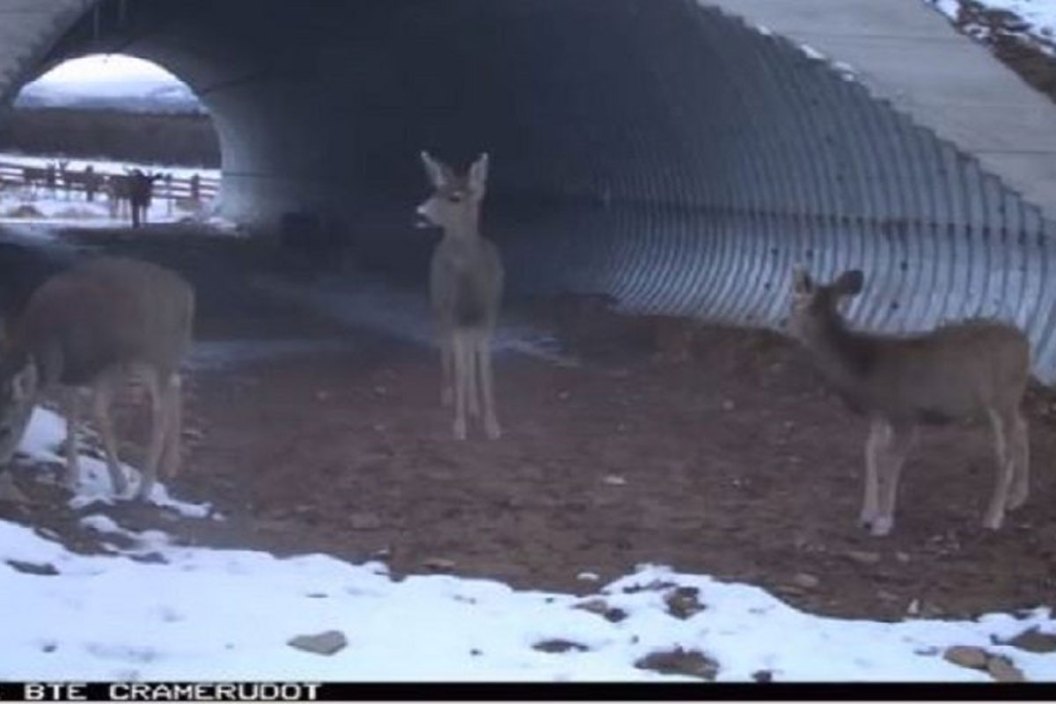 wildlife crossing