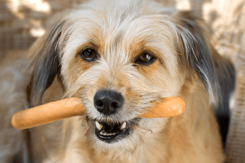 can dogs eat hot dogs