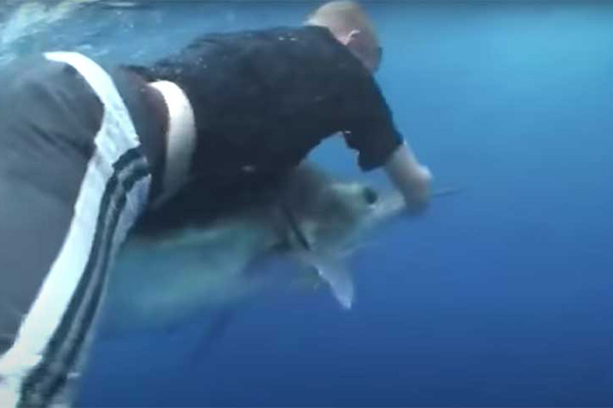 marlin