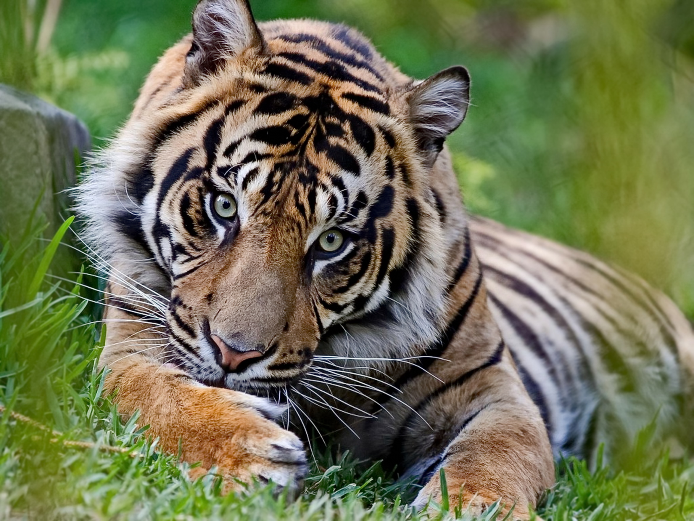 How Much do Tigers Weigh