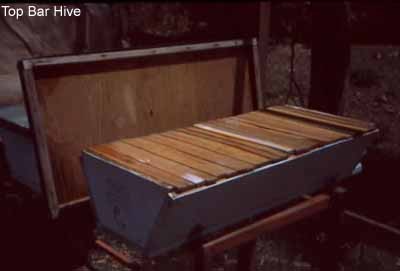 Kenya Hive 
