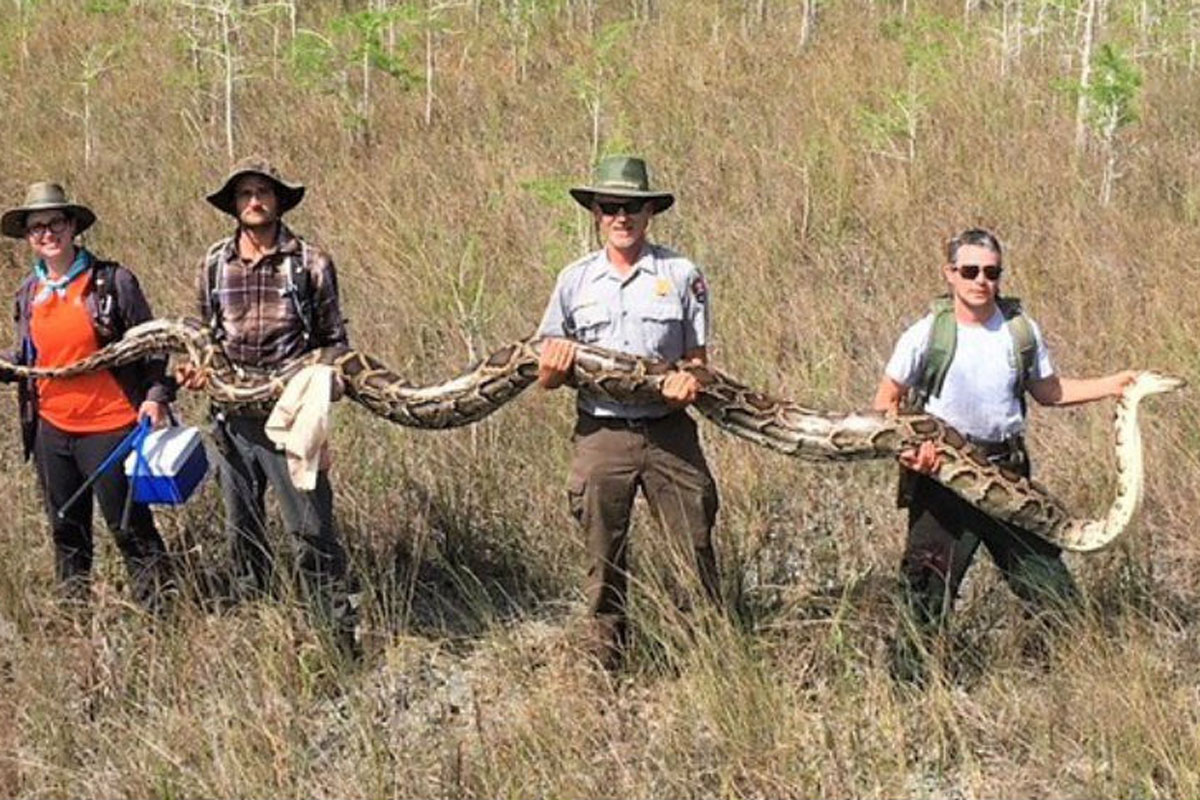 python