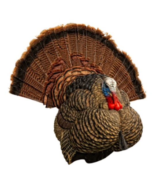 Turkey Decoys