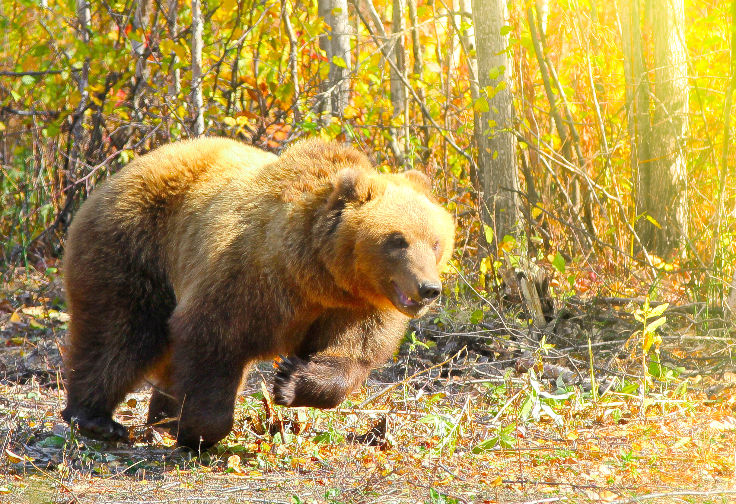 What do Grizzly Bears Eat