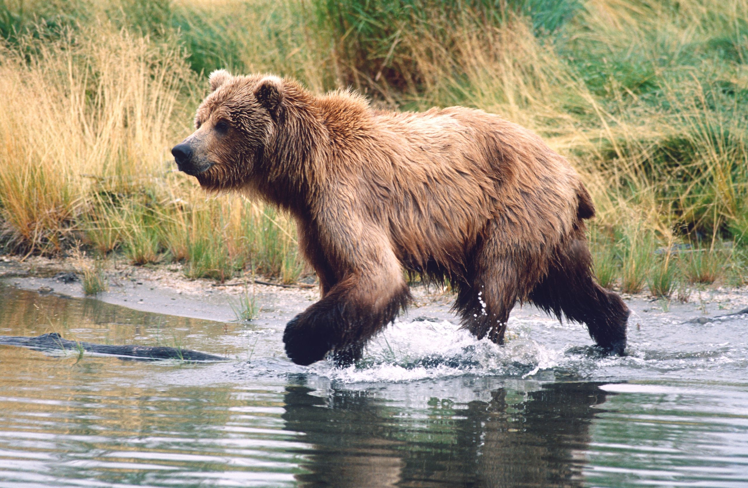 What do Grizzly Bears Eat
