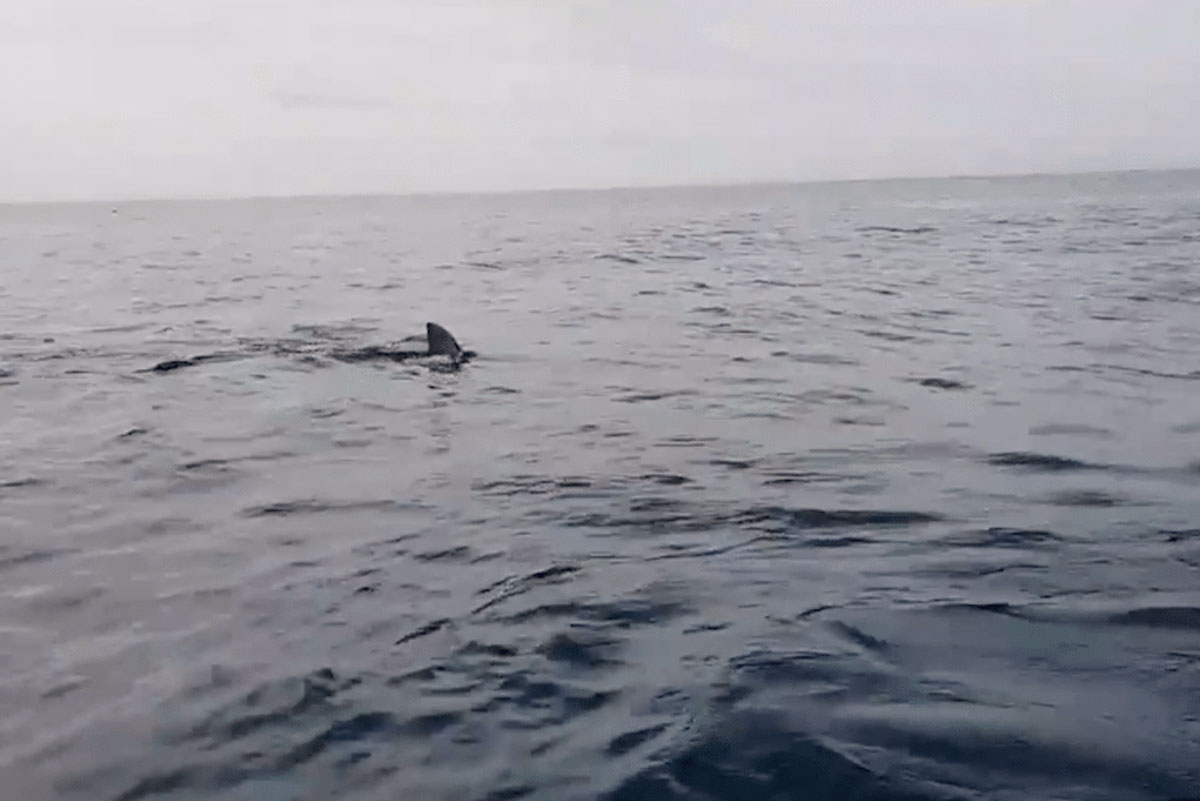 shark fishing