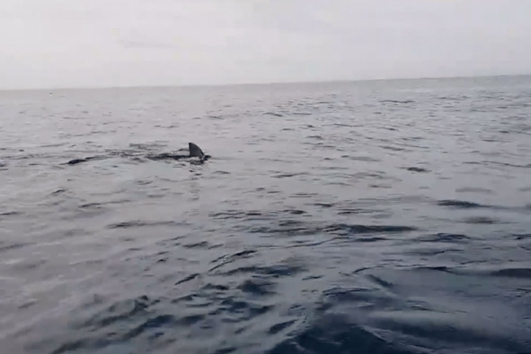 shark fishing
