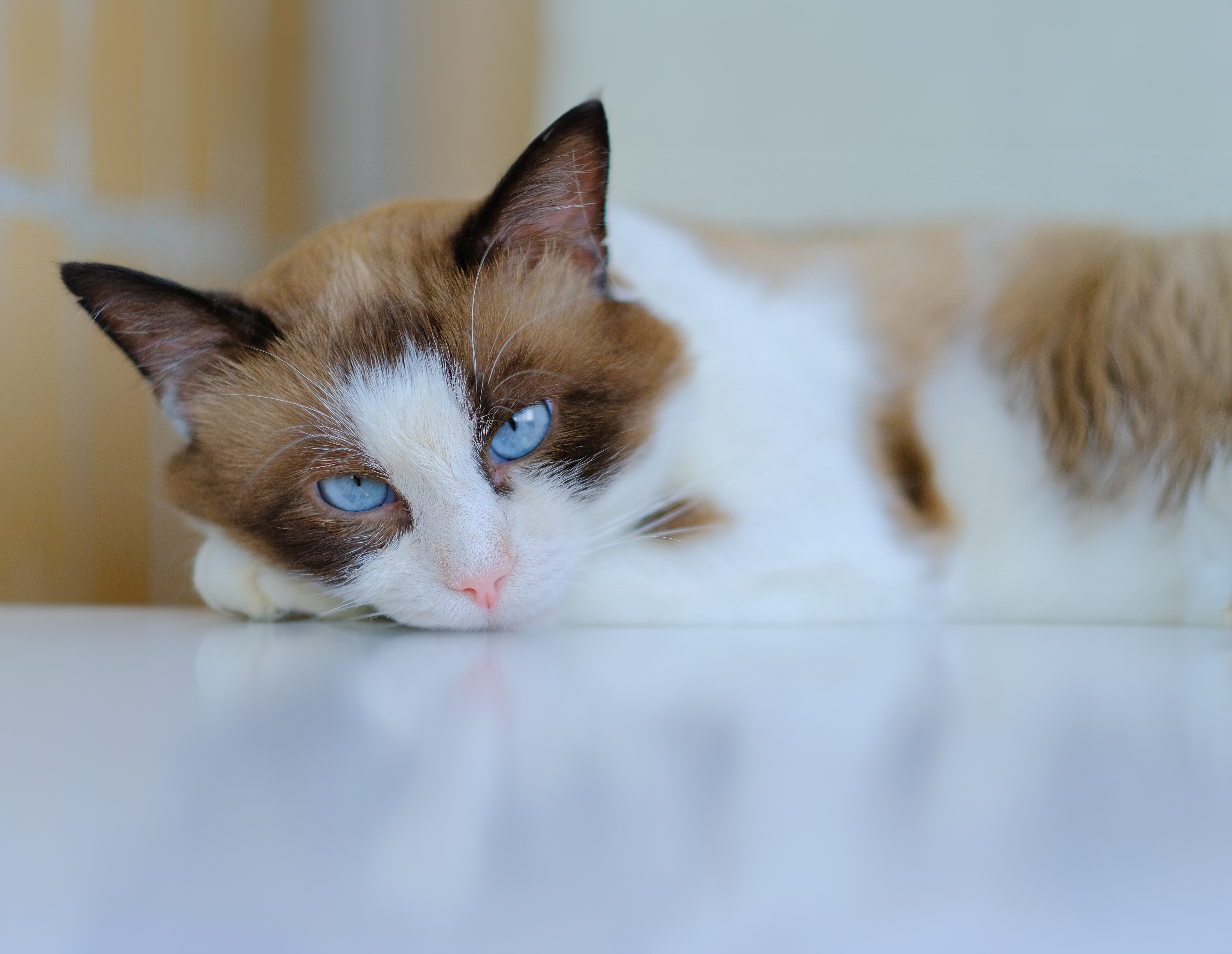 Snowshoe cat lies on a white table. Purebred cat with blue eyes. High quality