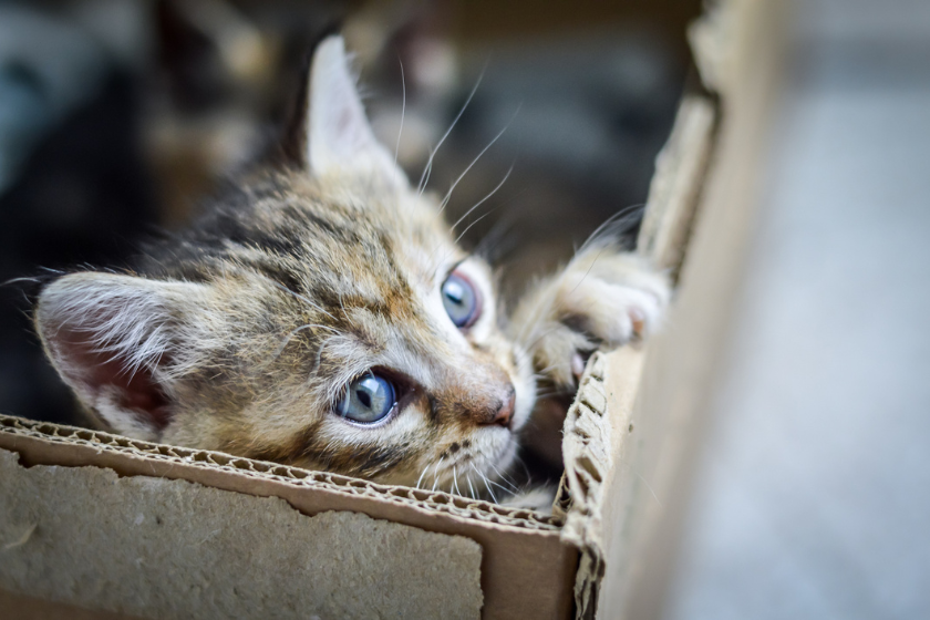 cat in box