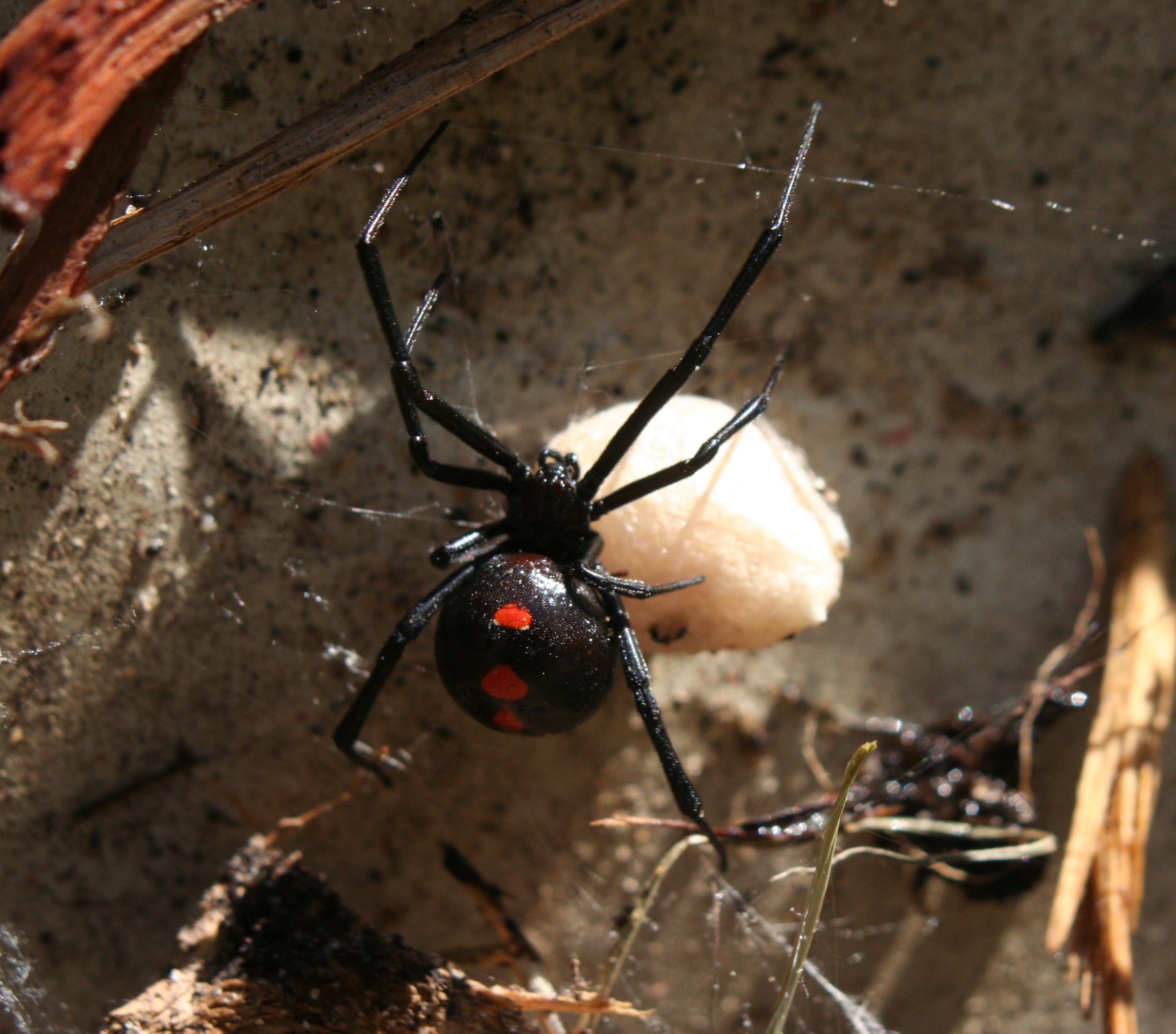 Black Widow Spider Facts