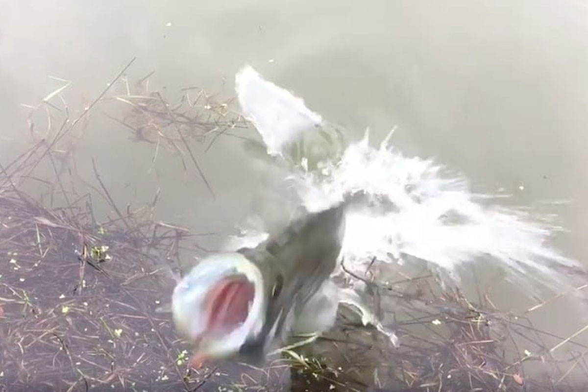 crappie