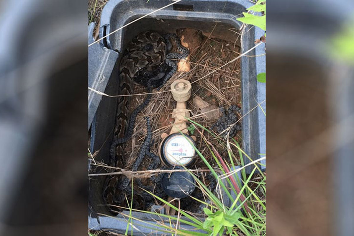 rattlesnake booby trap