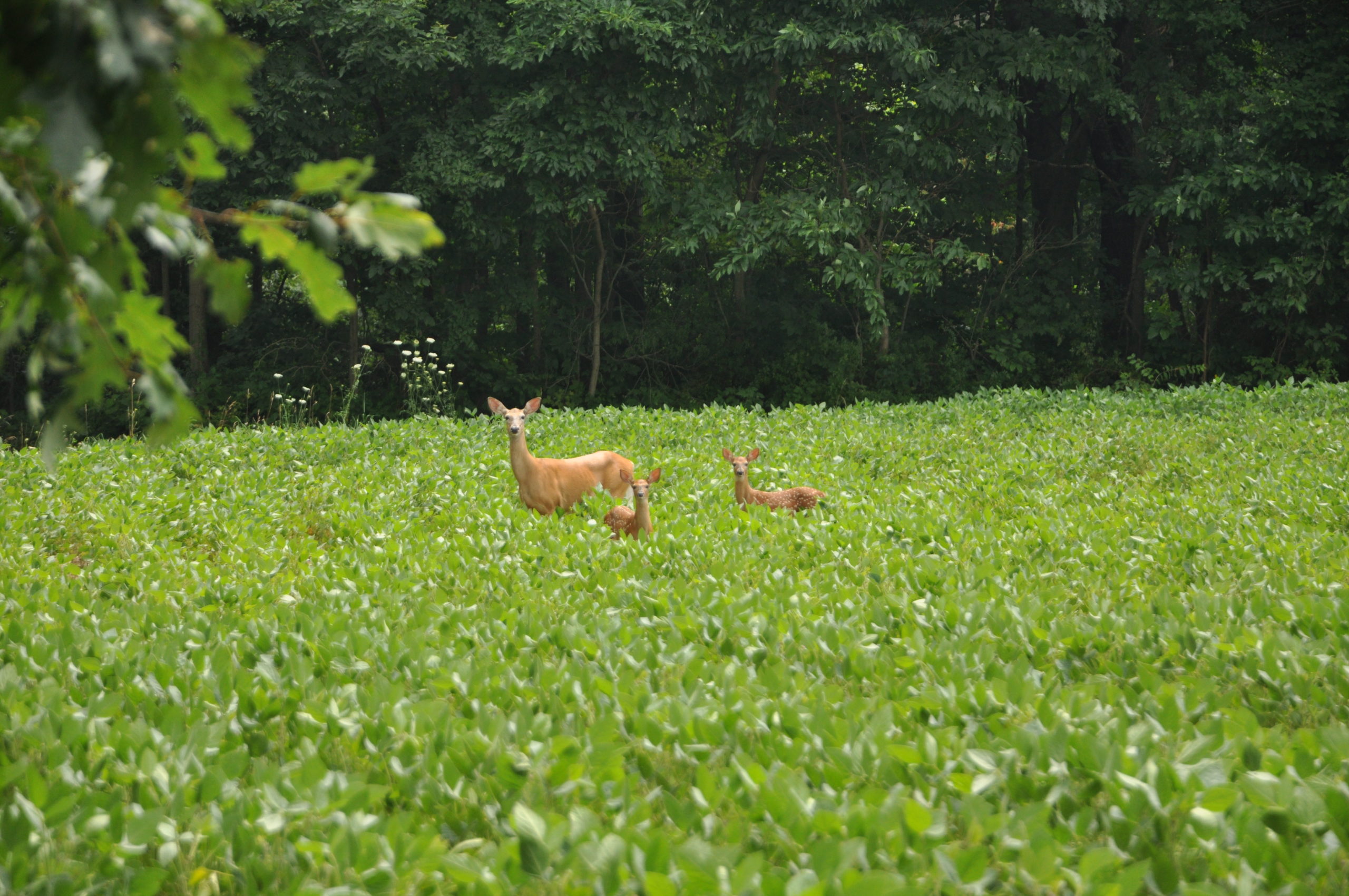 Fawn Deer