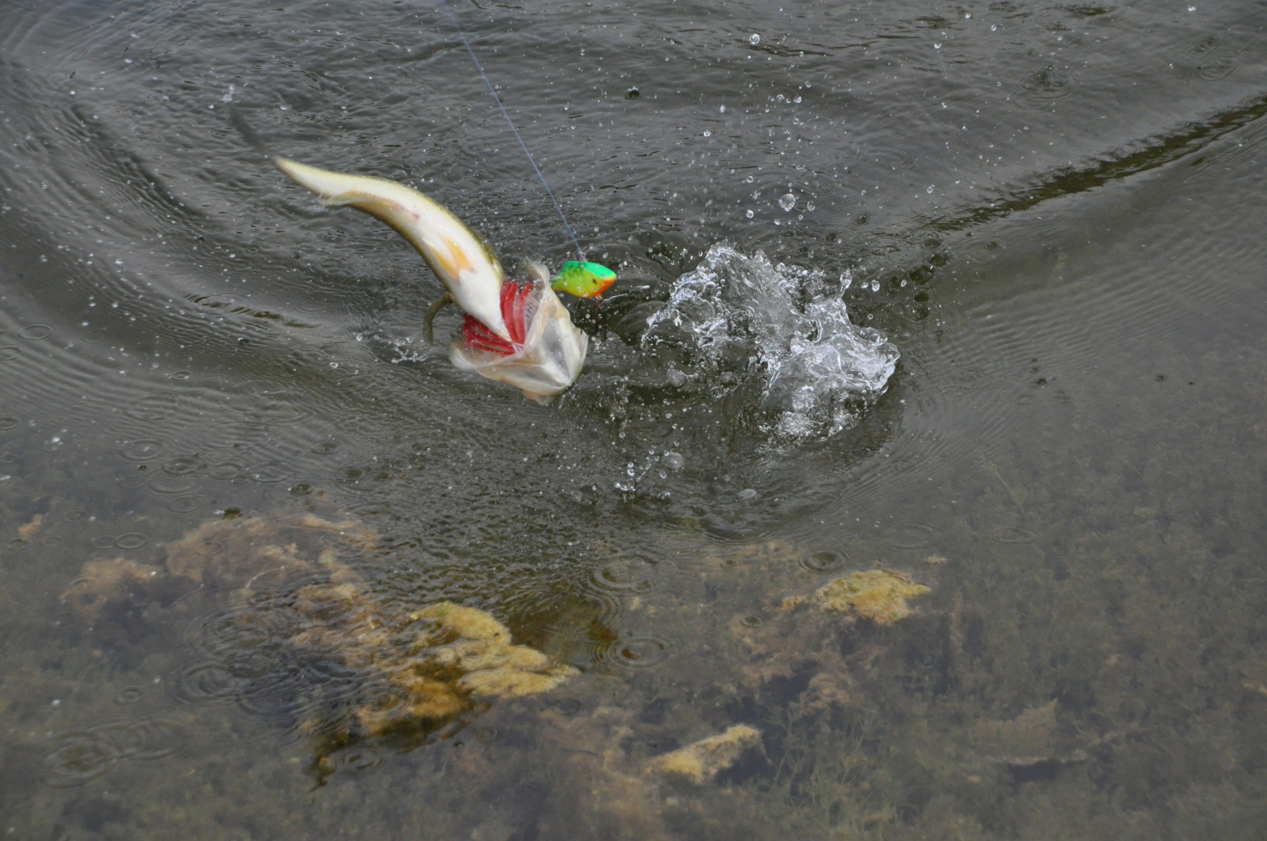 Largemouth vs Smallmouth
