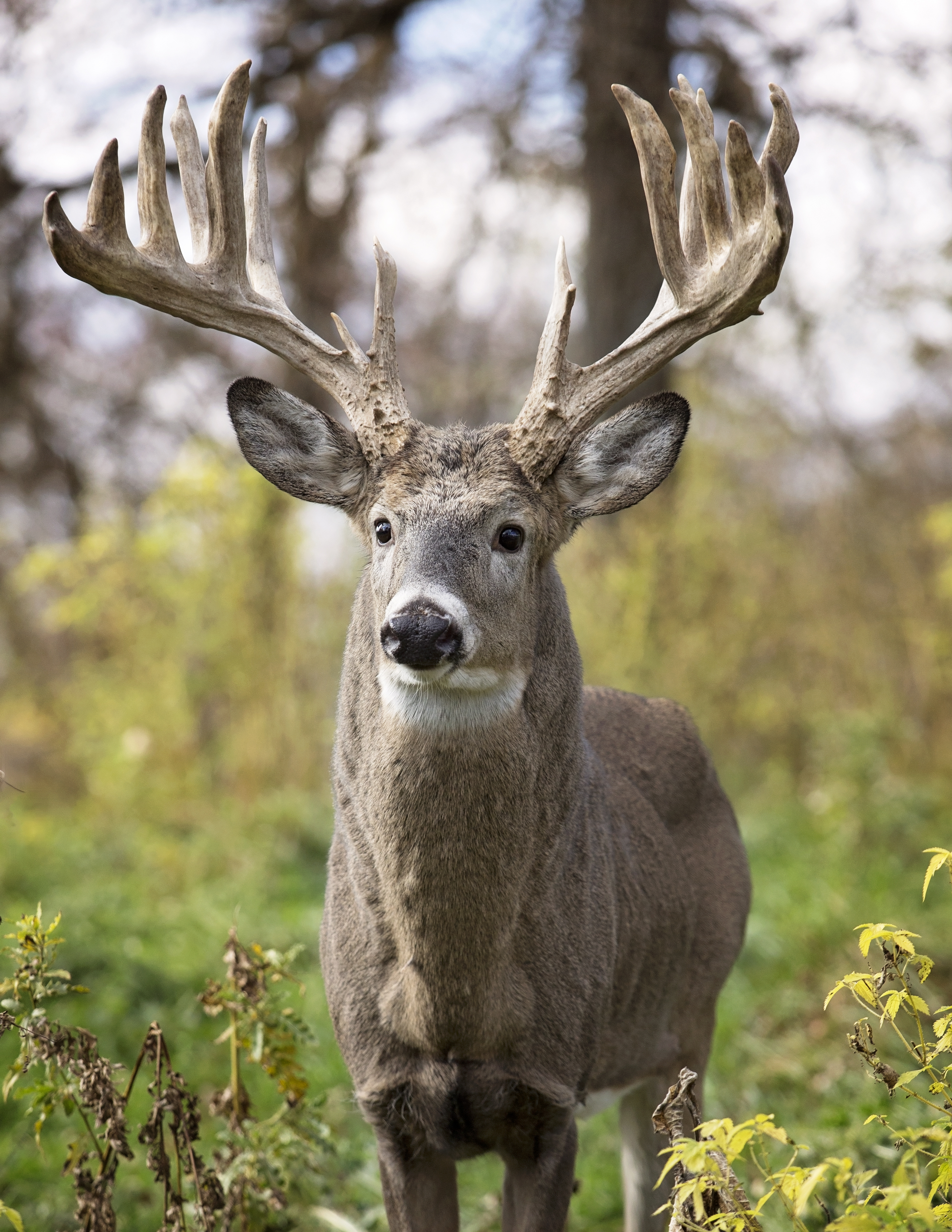 Whitetail deer buck in rut, alert in the forest. Autumn in Wisconsin