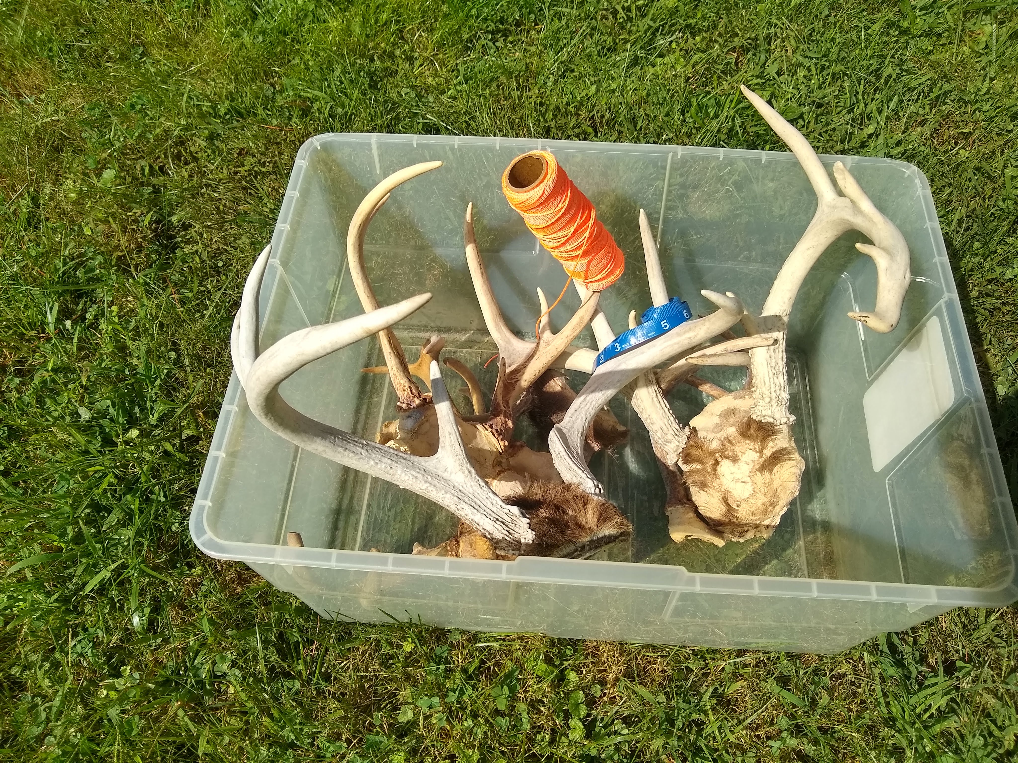 A plastic container with antlers inside 
