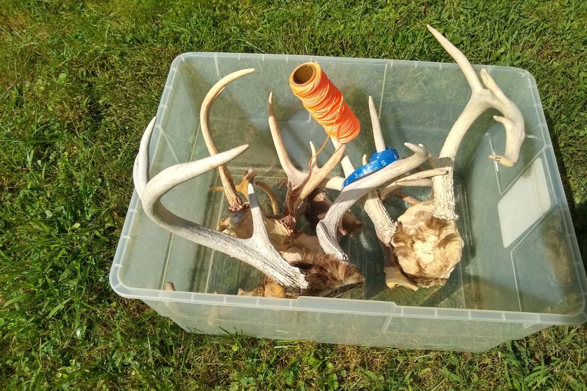 A plastic container with antlers inside