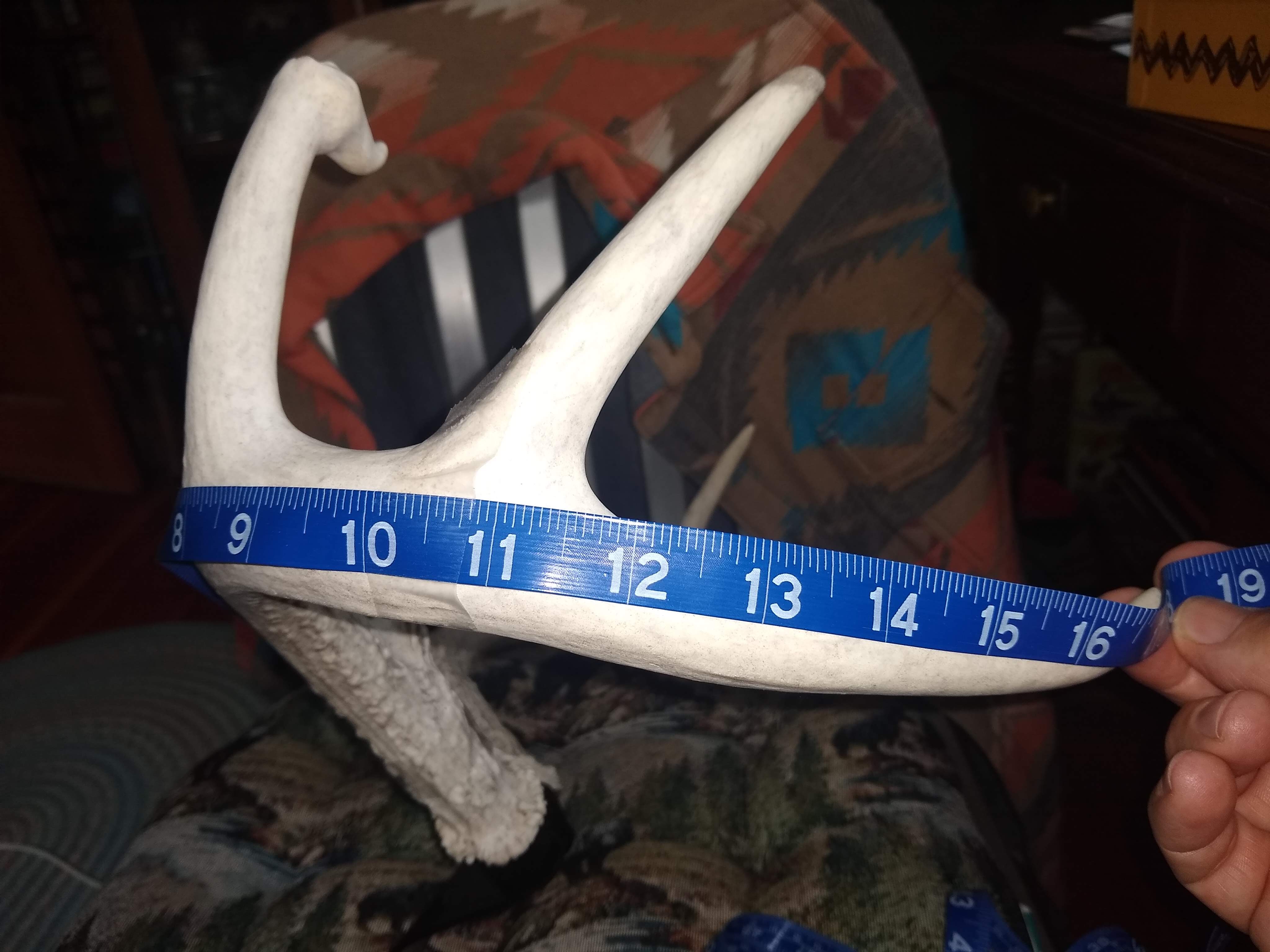 A blue measuring tape splayed out over an antler