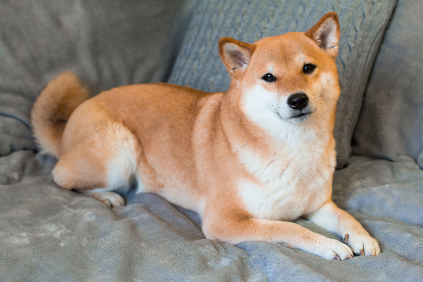 shiba inu dog