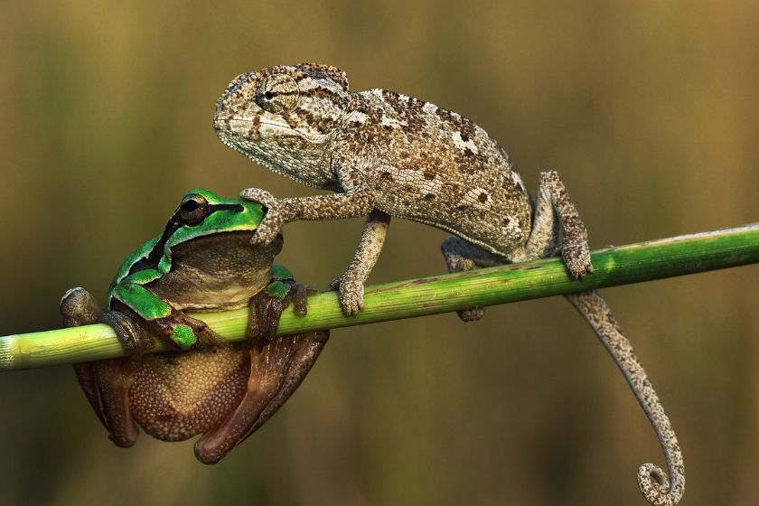 frog puns