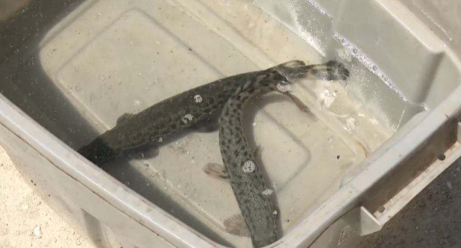Alligator Gar