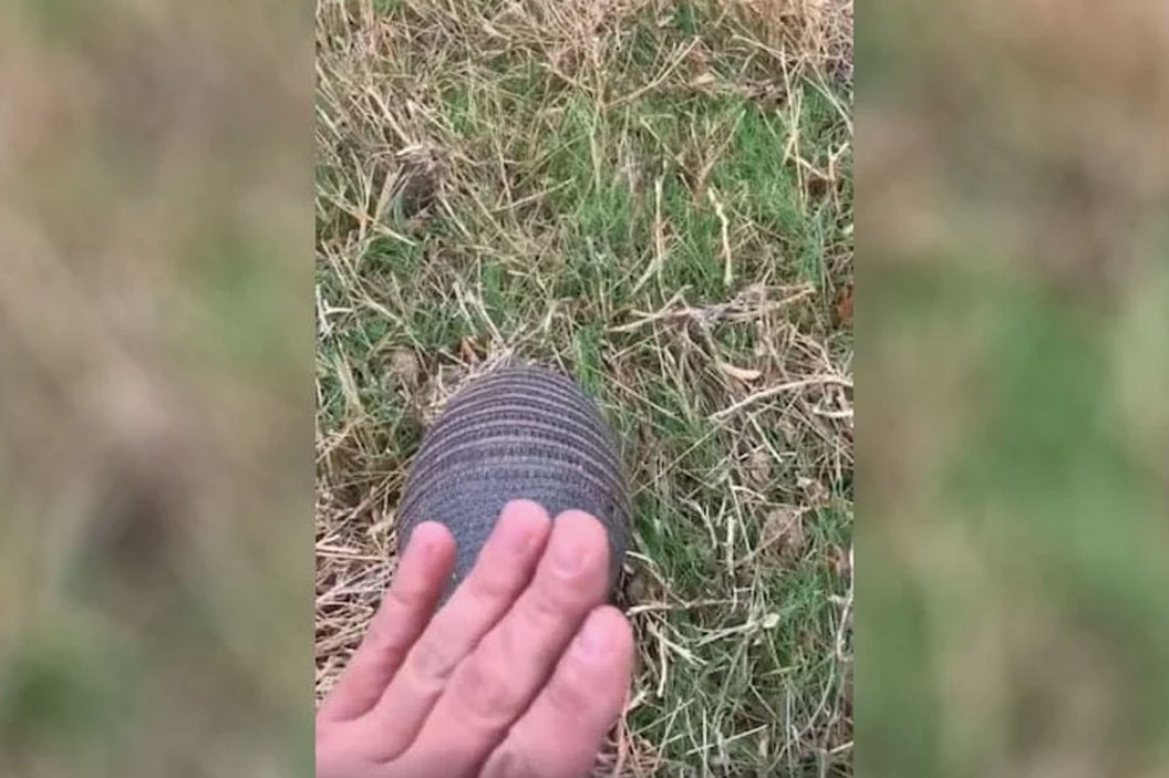 armadillo