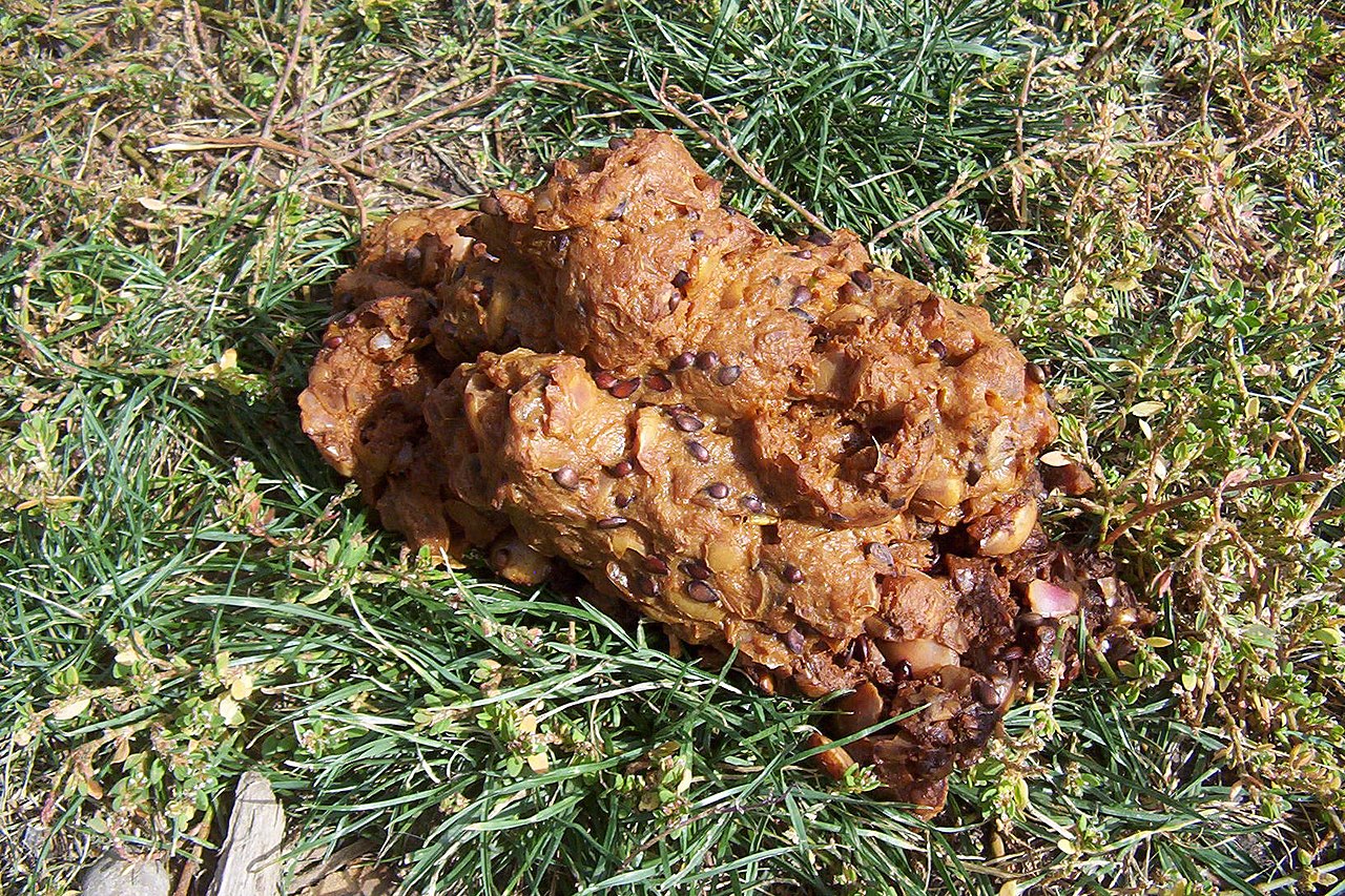 Bear Scat