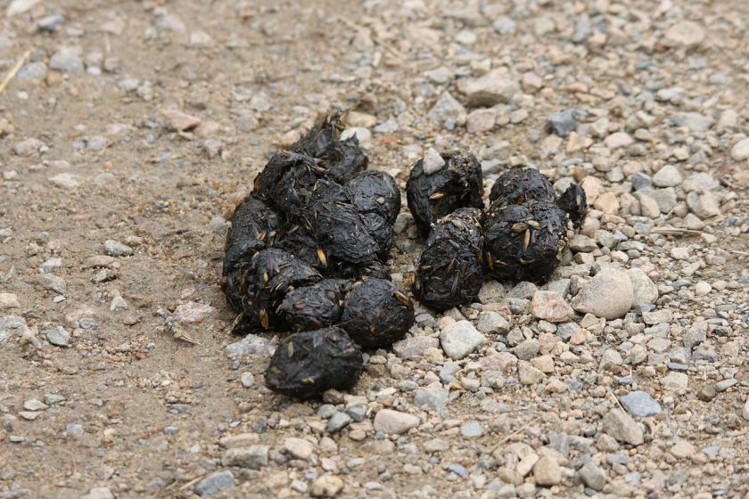 Bear Scat