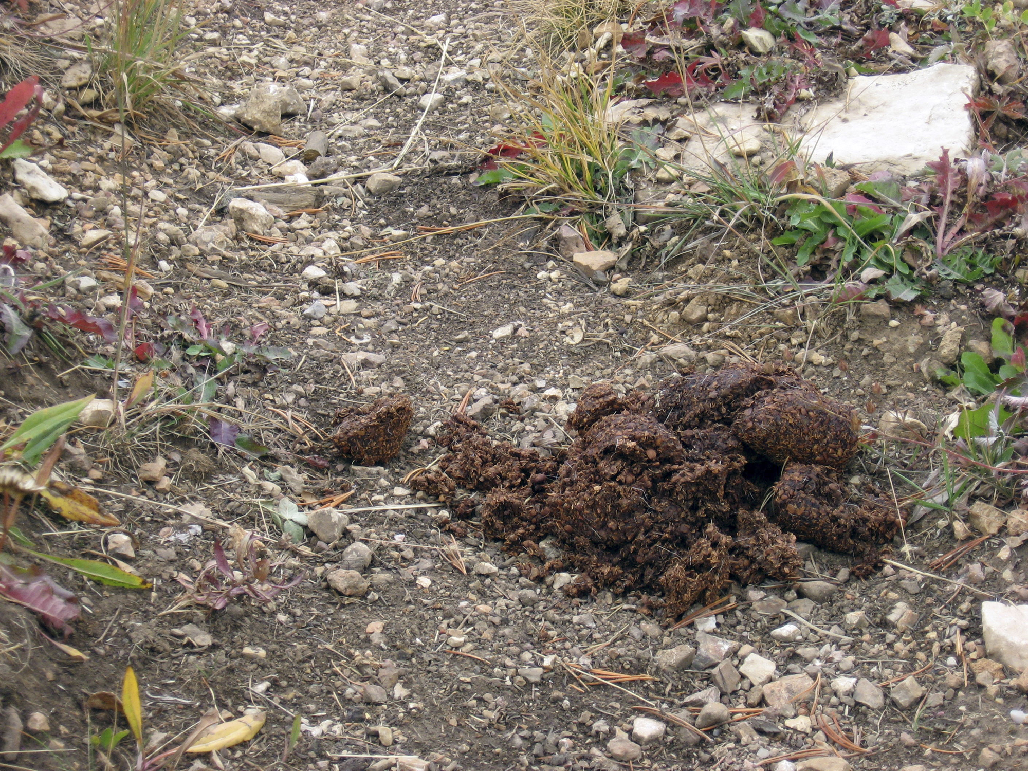 Bear Scat